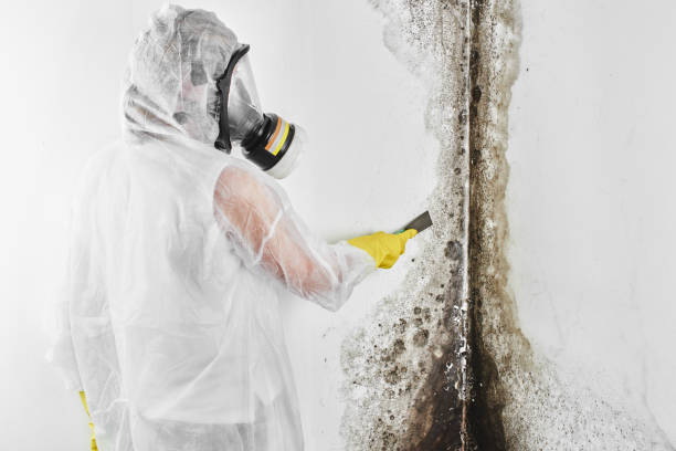 Best Mold Removal Company Near Me  in Gunter, TX