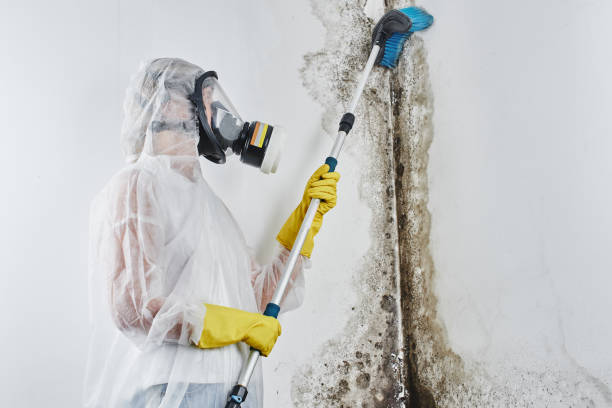 Best Commercial Mold Removal  in Gunter, TX