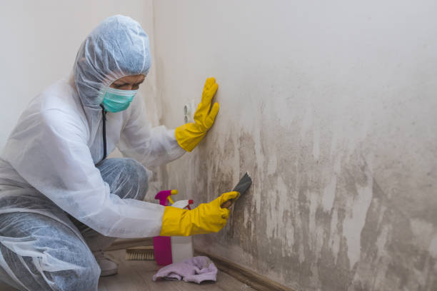 Best Commercial Mold Removal  in Gunter, TX