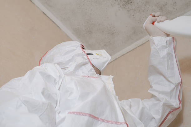 Best Black Mold Removal  in Gunter, TX