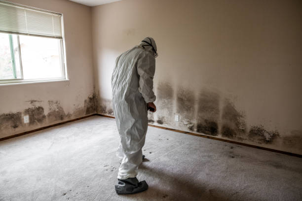 Best Mold Remediation  in Gunter, TX