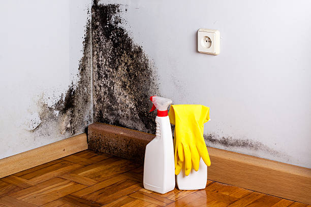 Best Office Mold Removal Services  in Gunter, TX