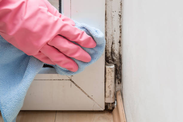 Best Attic Mold Removal  in Gunter, TX