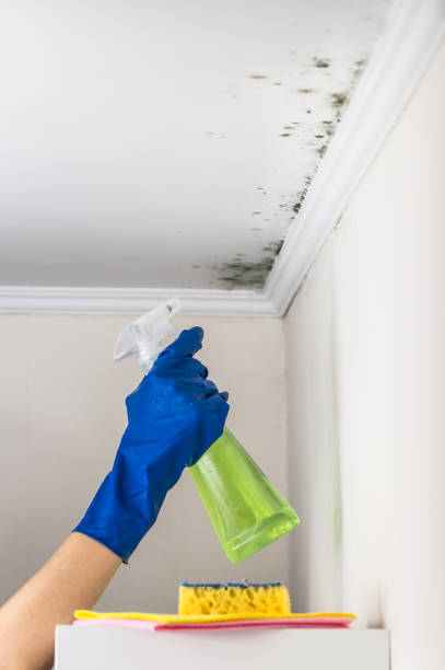 Mold Removal Process in Gunter, TX