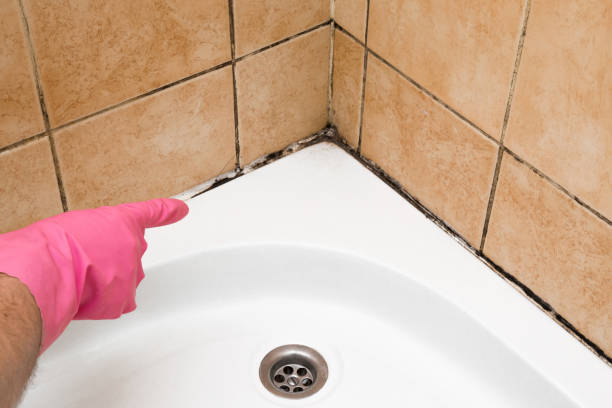 Best Office Mold Removal Services  in Gunter, TX